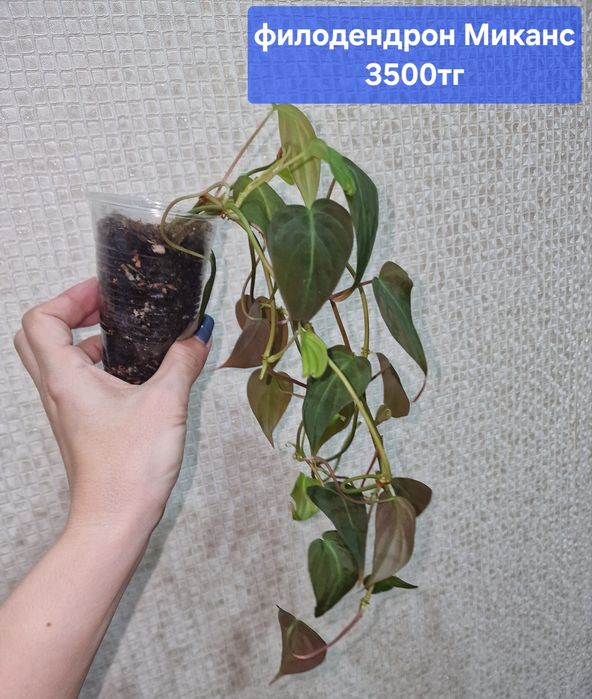 Комнатные цветы (адаптированные)