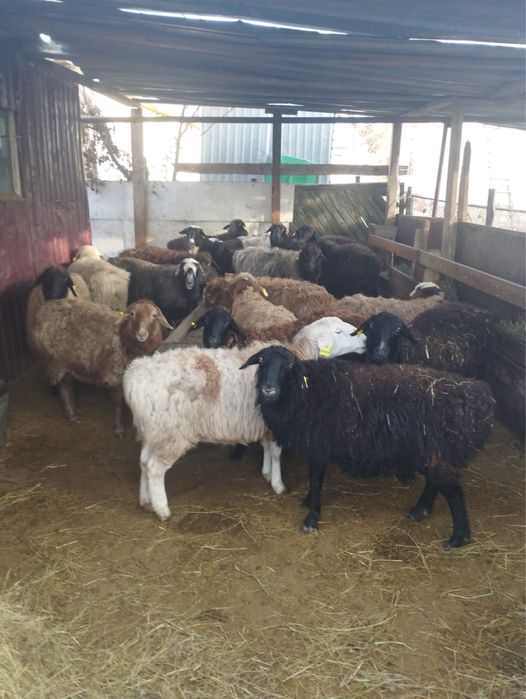 Кой, токты сатылады