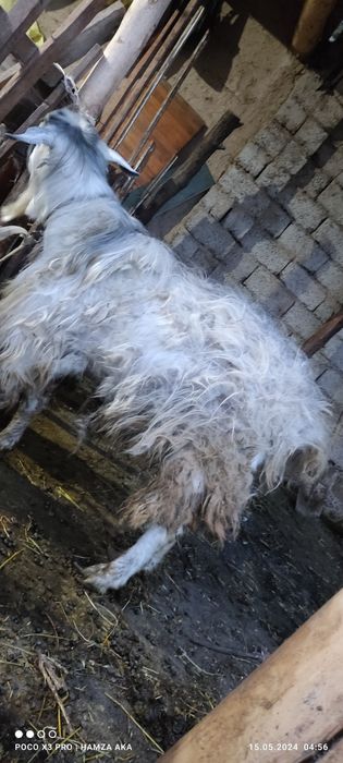 taka sotiladi yangiyolda