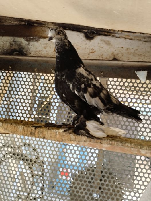 Голуби домашние .