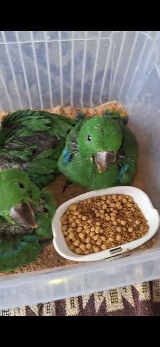 Pui papagal Eclectus