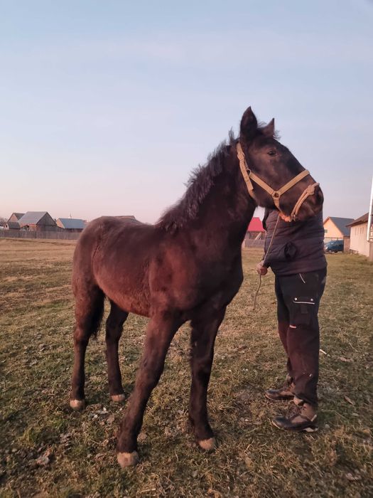 Mânză neagră de 6 luni