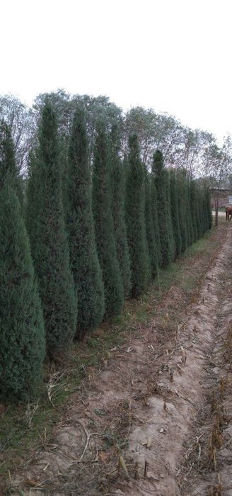 Archa kesish gazon ekish