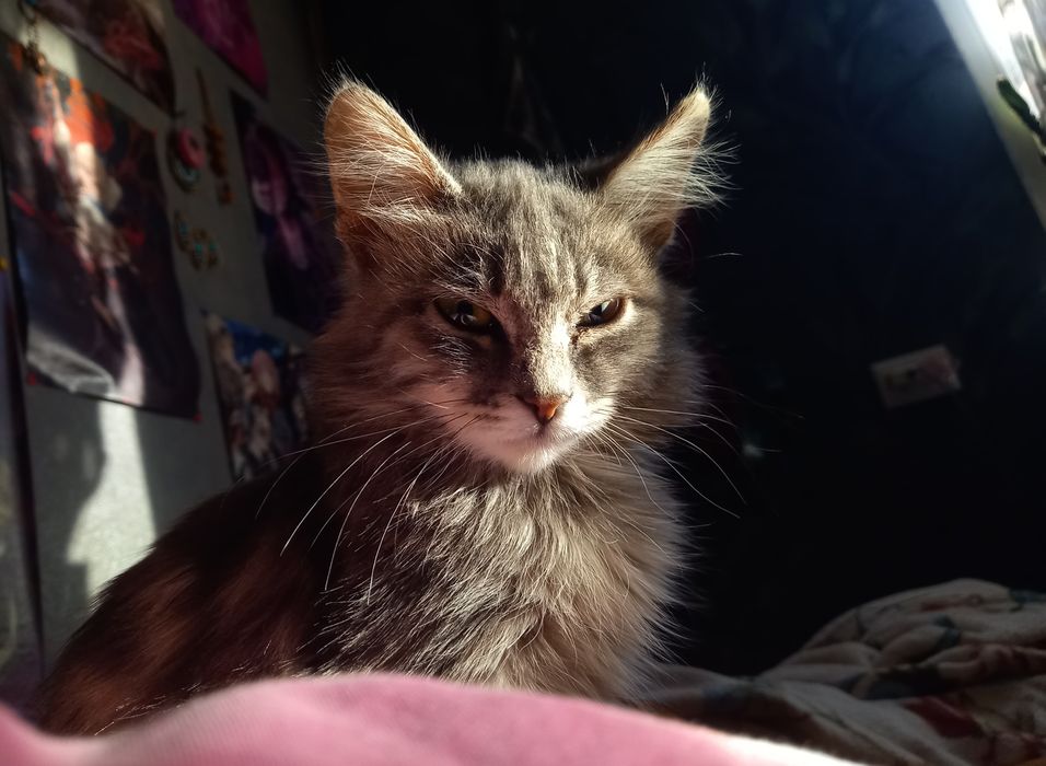 Отдам котёнка, девочка