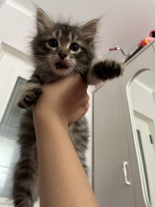 котенок 1 месяца