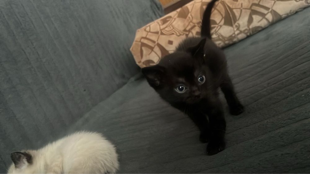 Шотландский котенок