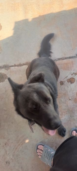 Собака породистая