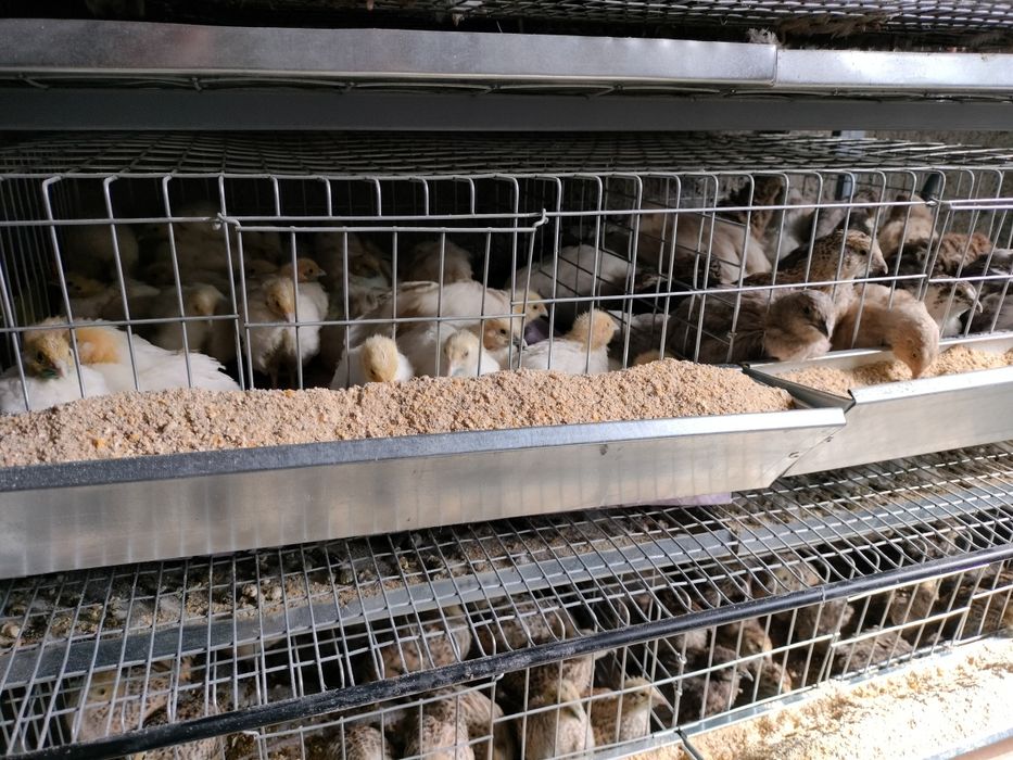 Prepelite ouatoare vârstă peste 6 saptamani