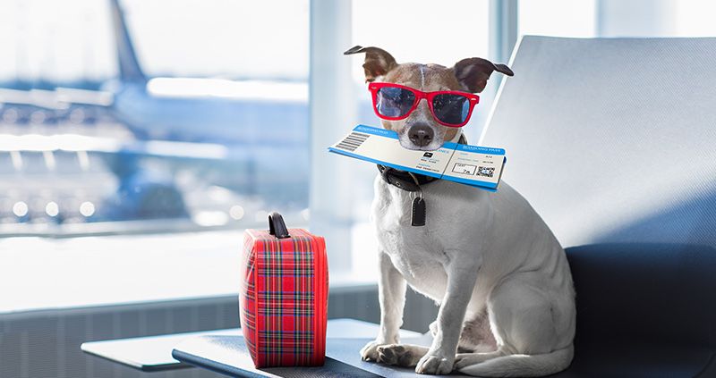 Transport animale de companie catei si pisici in Constanta si Romania