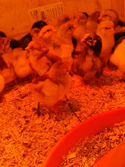 Wyandotte Splash pui (alb-rosu) 10 buc