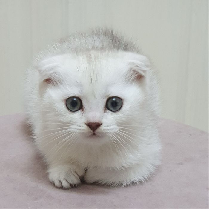 Skotish fold Ona bola