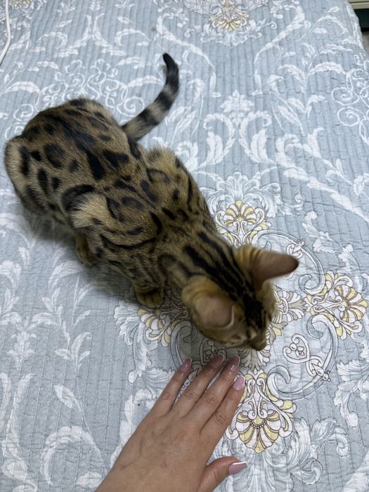 Toza zotli bengallar xammasi ugil bola