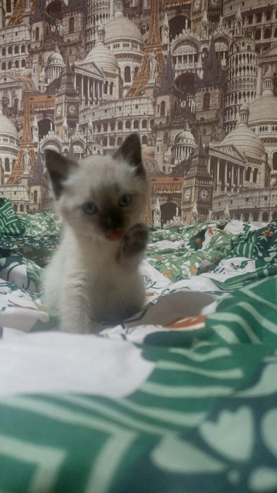 Очаровательные девочки ищут любящих хозяев