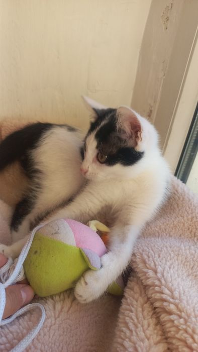 Котёнок мальчик игривый