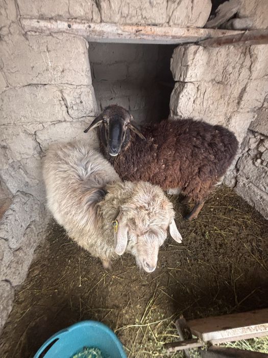 Кой мен ешкы сатылады