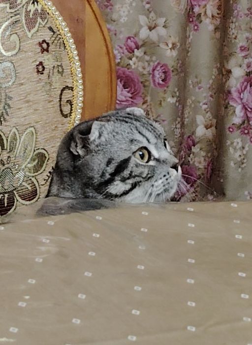 Шикарный игривый кот