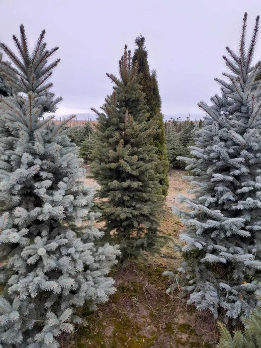 brazi argintii si normandian pentru craciun diferite dimensiuni