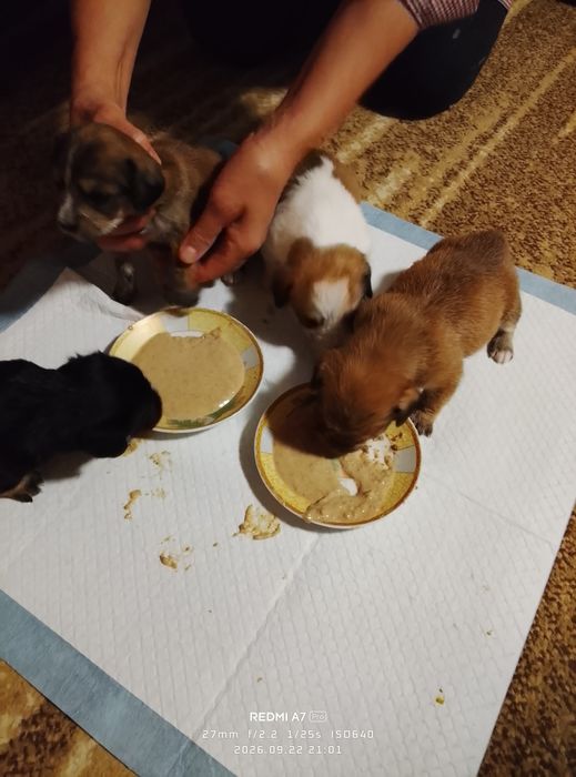 Cățeluși adorabili pentru adopție, au 6 săptămâni.