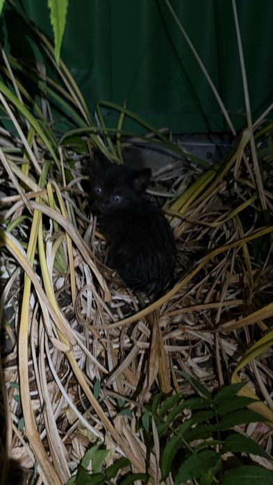 В добрые руки! Котенок