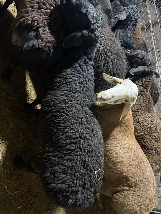 Qoylar, qoʻylar bor