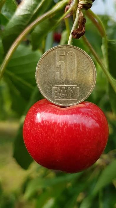 Cireș prime giant