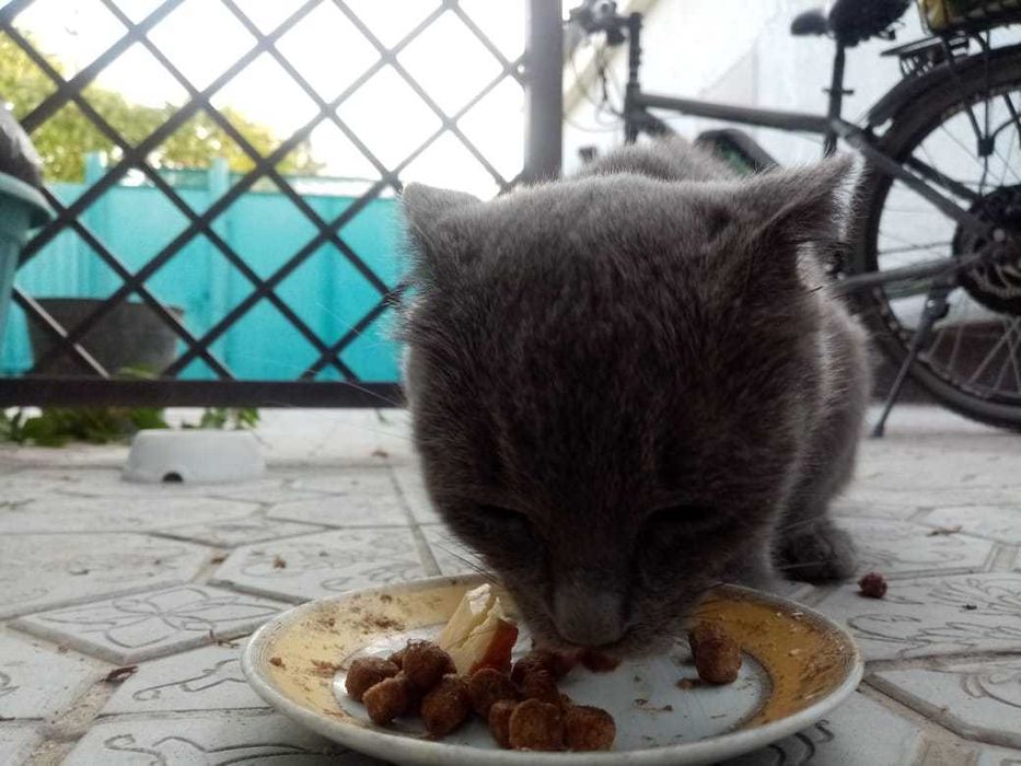Отдам серенькую кошечку