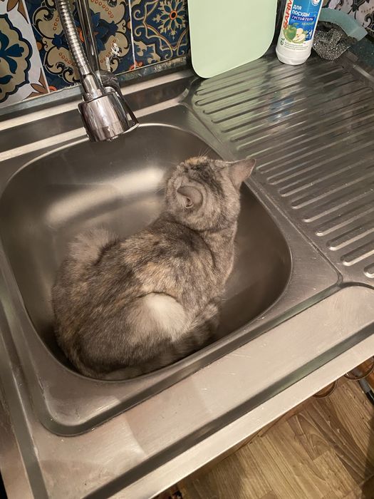 Срочно отдам кошку в добрые руки!!!