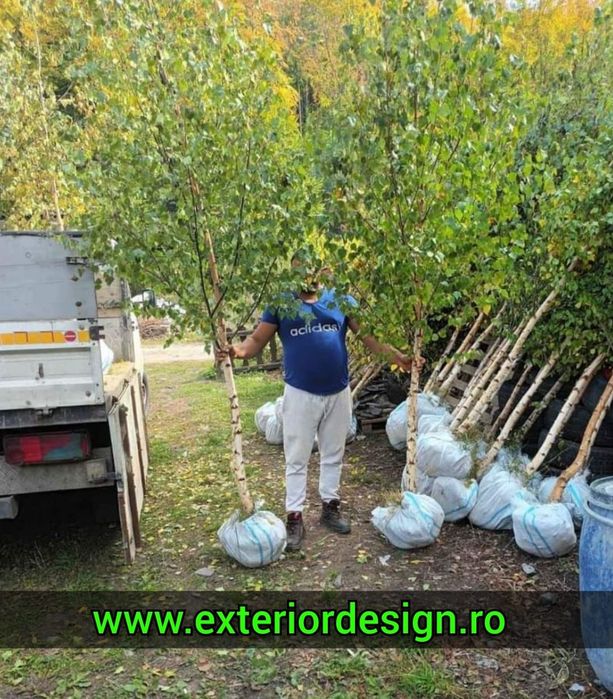 Plante foioase: Mesteacăn, Tei, Stejar, Platan – copaci ornamentali