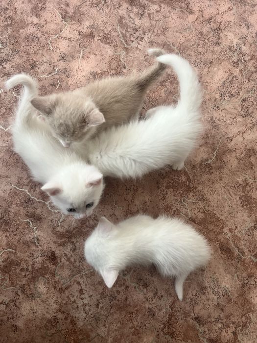 Отдам даром в хорошие руки