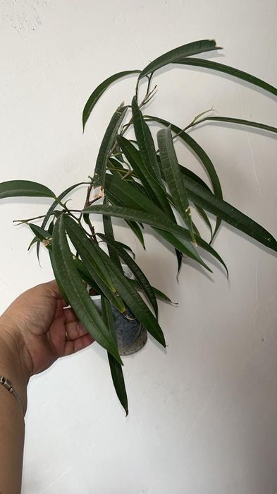 Цветочки разные по доступной цене