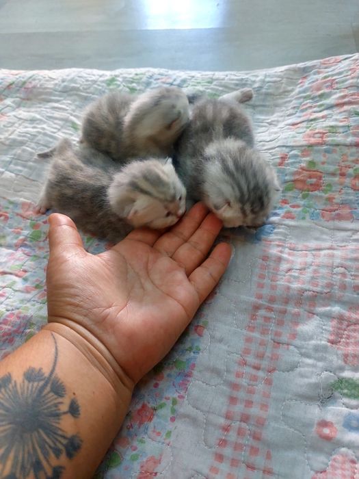Скотиш страйт шотландские катята.