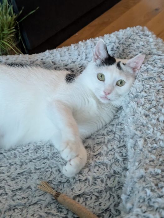 Muna cauta domiciliu permanent - Adoptie