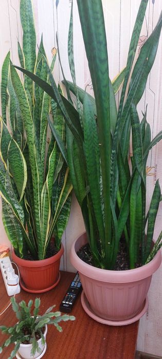 Комнатные растения