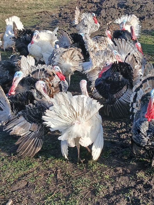 Vând curcani, gâște, găini de casă