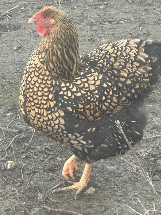 Ouă incubat La Bresse Plymonth Araucana Marans Wyandotte auriu