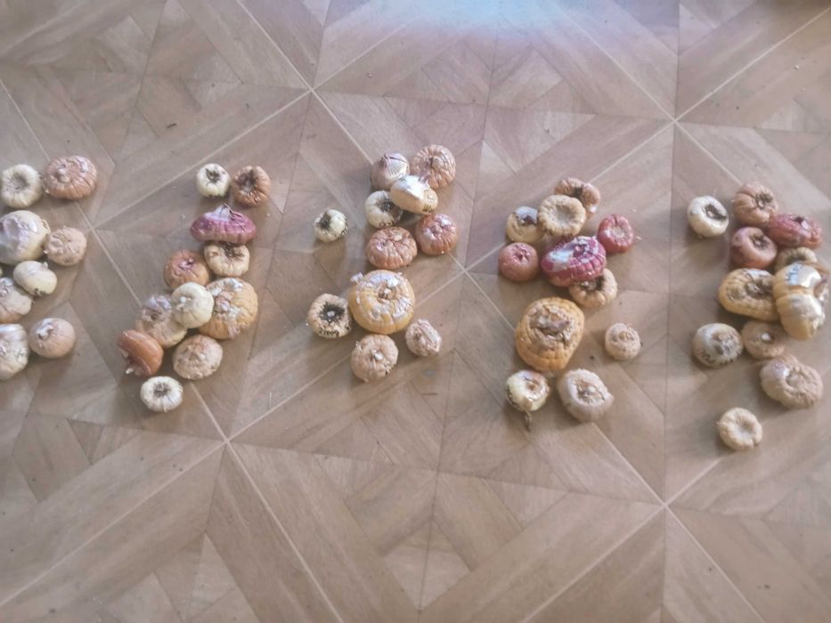 Набор луковиц гладиолусов