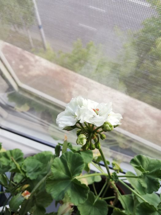 Продам пеларгонии недорого