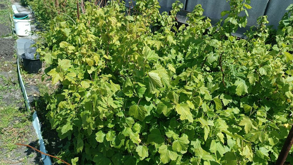 Продам дачу в дачном кооперативе Мотор-Комета