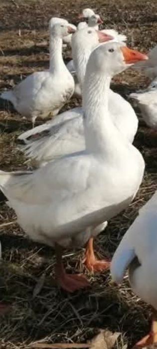 Vand gâște și găscani