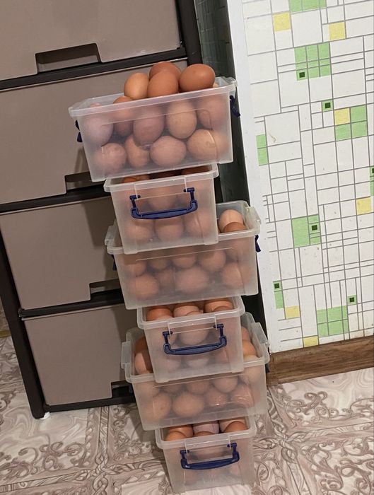 Свежие домашние яйца