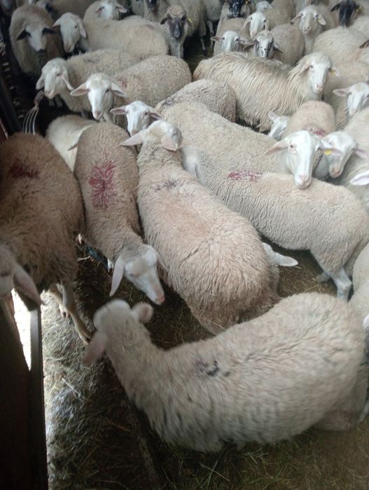 Vindut mielute lacaune