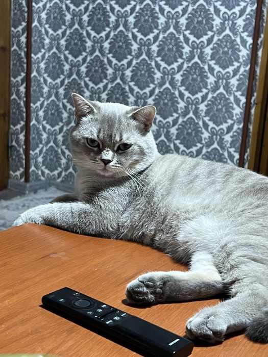 TEKINGA Vyazka o’g’il bola mushuk Nasl olish uchun mushugimizni berami