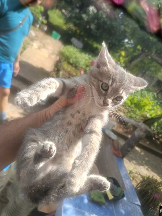 Подарявам малки котенца