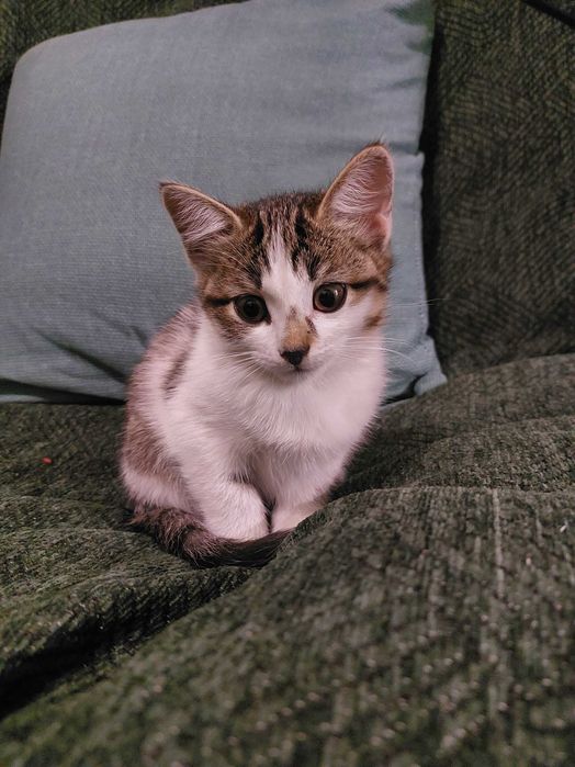 Отдам в добрые руки котят