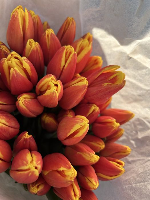 Тюльпаны 750 доставка по городу