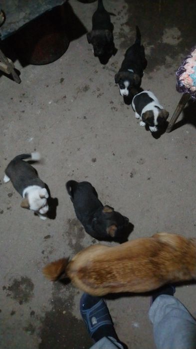 Donez  căței de talie mică