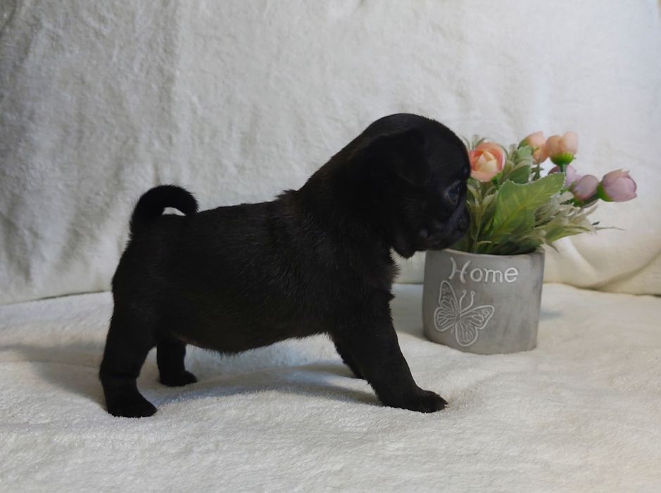 Очаровательные щенки Мопса.