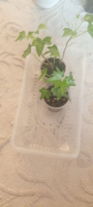 Комнатные цветы от 500 тг.