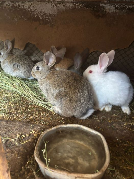 Крольчата фландеры