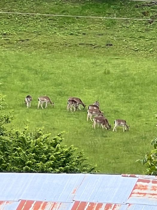 Продава се Парцел в Асеновград - 400 кв.м за 19 €/кв.м - Снимка #3